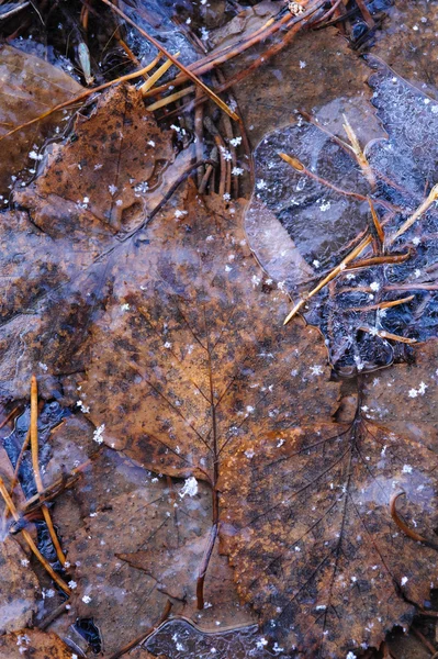 Automne Laisse Derrière Lui Fine Croûte Glace Contexte — Photo