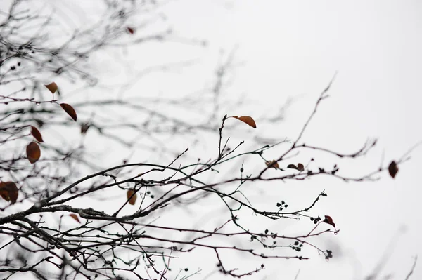 Empty Tree Branches Late Autumn — Stock Photo, Image