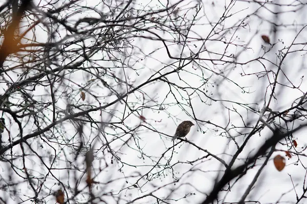 Ensam Sparrow Tom Trädgrenar Senhösten — Stockfoto