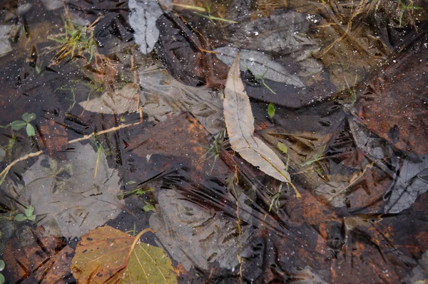 Plantes Feuilles Automne Dans Eau Sous Une Fine Croûte Glace — Photo