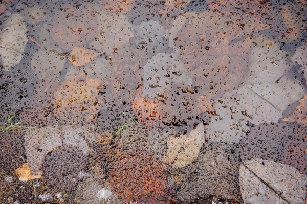 Podzimní Rostliny Listy Vodě Pod Ledový Škraloup Ledu — Stock fotografie