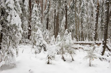 Rüzgar düşmüş ağaçların içinde Tayga tarafından ilk kar kaplı.