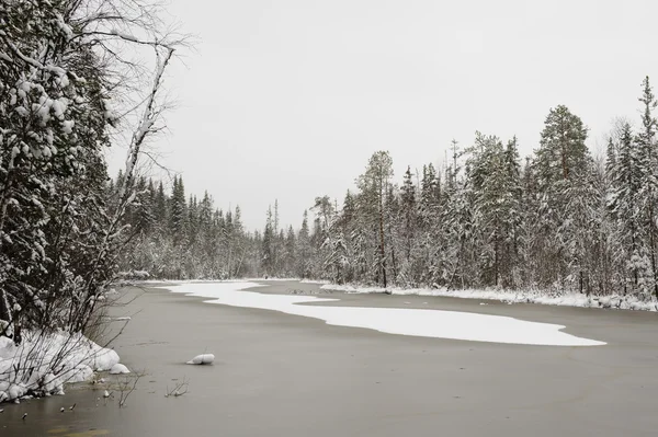 Oberfläche Des Waldsees Beginnenden Winter Mit Seerosenblättern Unter Der Dünnen — Stockfoto