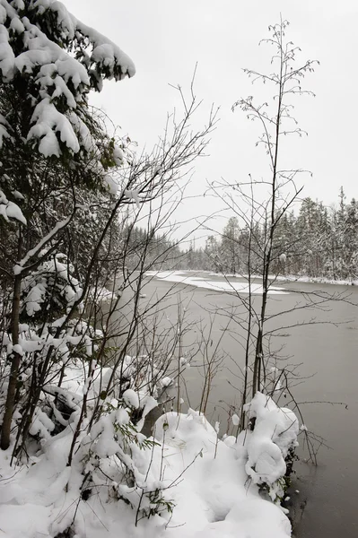 Oberfläche Des Waldsees Beginnenden Winter Mit Seerosenblättern Unter Der Dünnen — Stockfoto