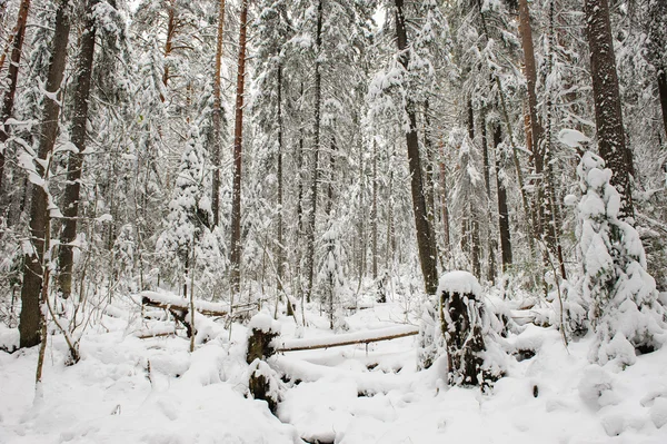 Árvores Caídas Pelo Vento Fundo Taiga Cobertas Pela Primeira Neve — Fotografia de Stock