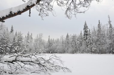Erken kış kar ve hoarfrost ile gölde Tayga.