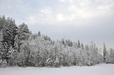 Erken kış kar ve hoarfrost ile gölde Tayga.
