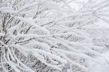 Söğüt ağacı dalları ile hoarfrost.