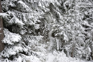 Tayga erken kış kar ve hoarfrost ile.
