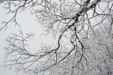 Söğüt ağacı dalları ile hoarfrost.