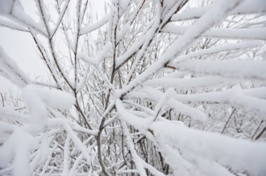 Söğüt ağacı dalları ile hoarfrost.