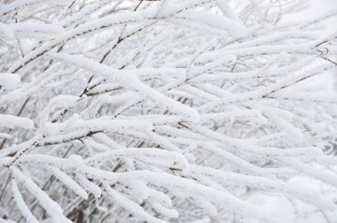 Söğüt ağacı dalları ile hoarfrost.