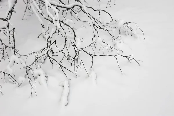 Gałąź Brzozy Poległych Pokryte Śniegiem — Zdjęcie stockowe