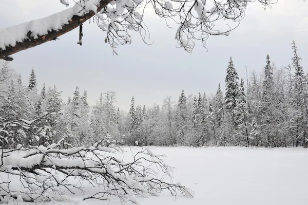 Erken kış kar ve hoarfrost ile gölde Tayga.