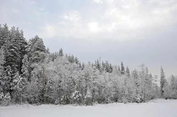 Erken kış kar ve hoarfrost ile gölde Tayga.