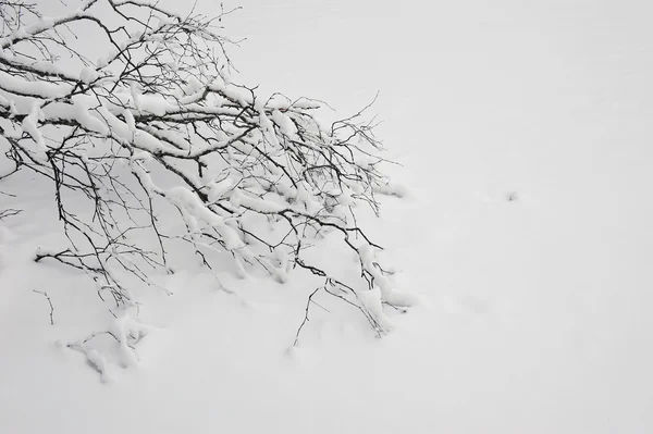 Ramo Vidoeiro Caído Coberto Pela Neve — Fotografia de Stock