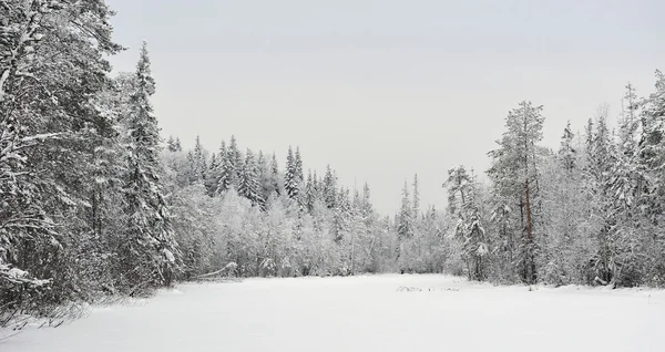 Tajga jeziora w początku zimy — Zdjęcie stockowe