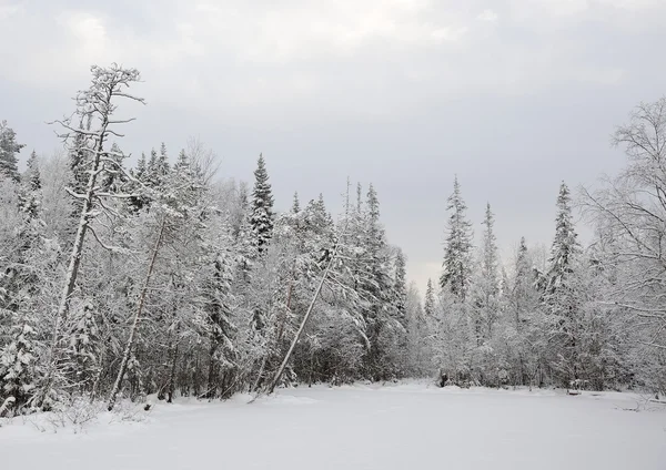 Erken kış kar ve hoarfrost ile gölde Tayga.