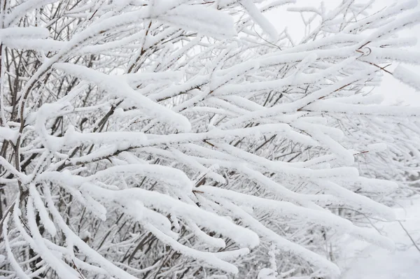 Söğüt ağacı dalları ile hoarfrost.