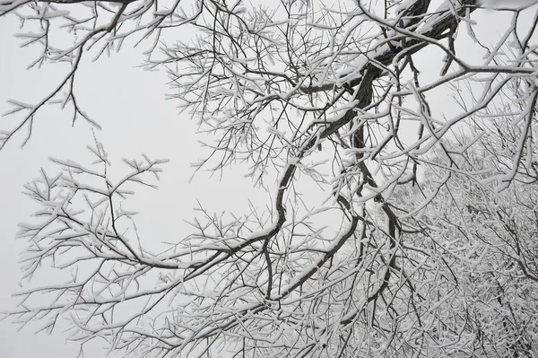 Söğüt ağacı dalları ile hoarfrost.