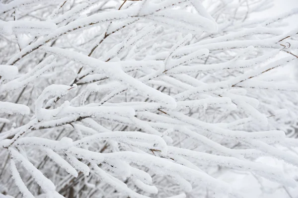 Söğüt ağacı dalları ile hoarfrost.