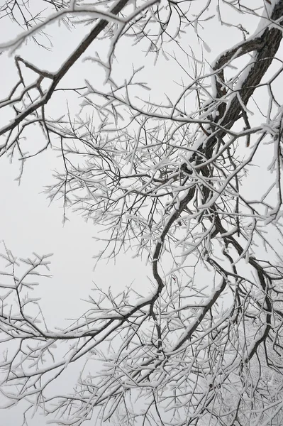 Rami Salice Con Hoarfrost — Foto Stock