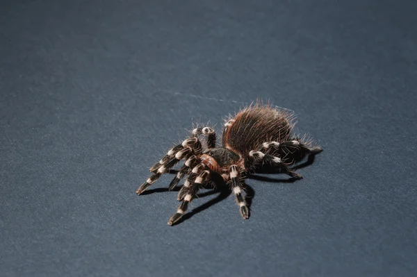 Närbild på fågel spider — Stockfoto