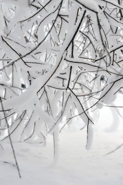 Willows, kar ve buz kalın bir tabaka ile kaplı dallarında altından bir görünüm