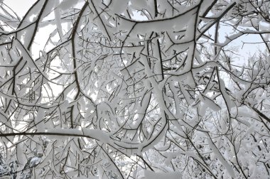 Willows, kar ve buz kalın bir tabaka ile kaplı dallarında altından bir görünüm