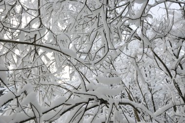 Willows, kar ve buz kalın bir tabaka ile kaplı dallarında altından bir görünüm