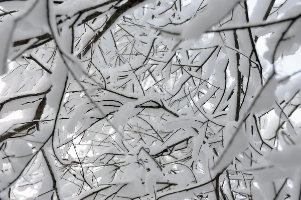 Från Grenarna Willows Täckt Med Ett Tjockt Lager Snö Och — Stockfoto
