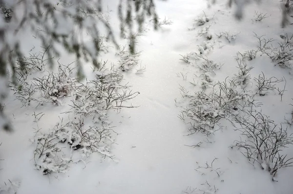 Borůvkové Keře Jsou Pokryty Sněhu Pod Vysokými Borovicemi — Stock fotografie