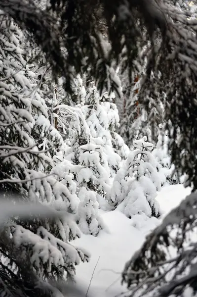 Small Spruce Covered Thick Layer Snow Frost — Stock Photo, Image