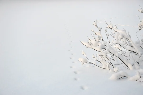 Snowy Wierzby Nad Jeziorem Śladów Dzikich Zwierząt Śniegu — Zdjęcie stockowe