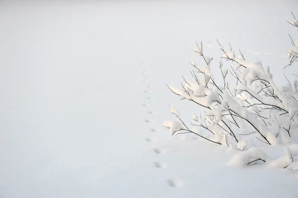 Salici Innevati Riva Lago Con Tracce Animale Selvatico Nella Neve — Foto Stock