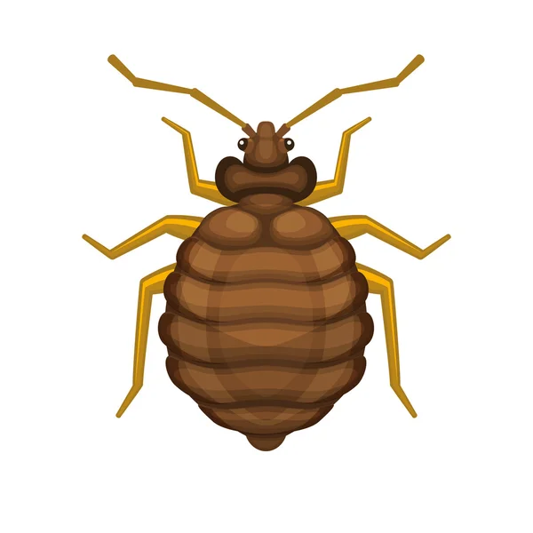 Bedbug on White Background. Vector — Stock Vector