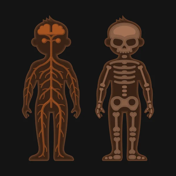 Conjunto de anatomia do corpo humano. Esqueleto e Sistemas Nervoso. Vetor —  Vetores de Stock