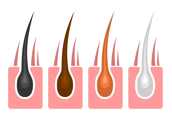 Typer av hår och olika färger. Vektor — Stock vektor