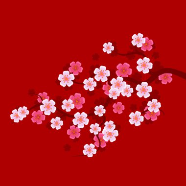 Sakura şube kırmızı zemin üzerine. Doğu kiraz ağacı. Vektör