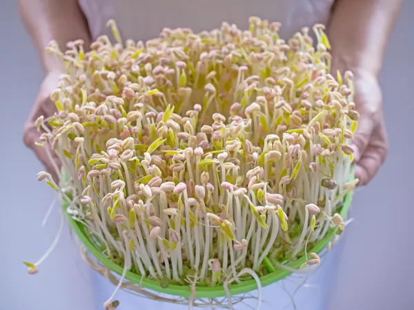 Broto de feijão cultivado em casa — Fotografia de Stock