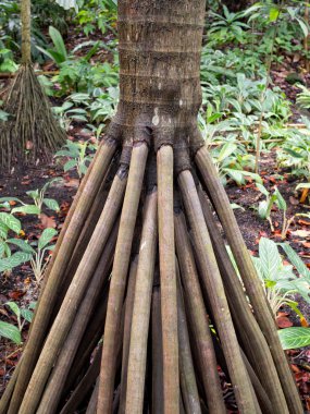 yüzey ağaç kökleri