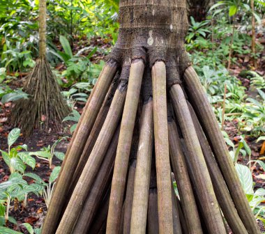 yüzey ağaç kökleri