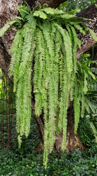 巨大なシダ植物 — ストック写真