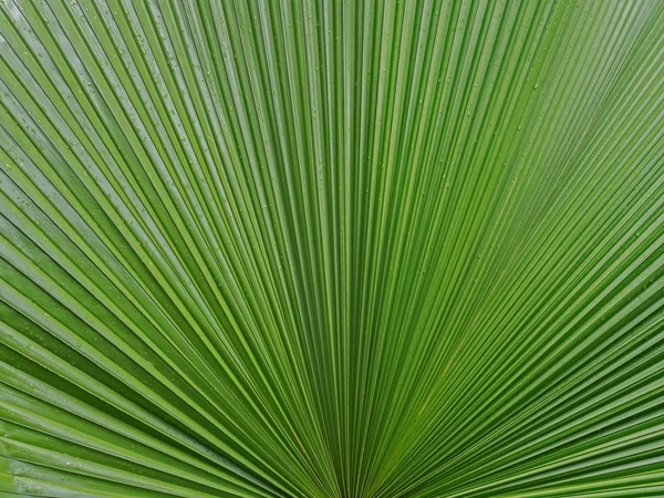 Palmblatt Textur Hintergrund — Stockfoto