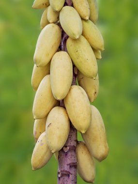 ağaç üzerinde genç papaya