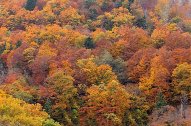 sonbahar sonbahar ağaç ve yeşillik arka plan