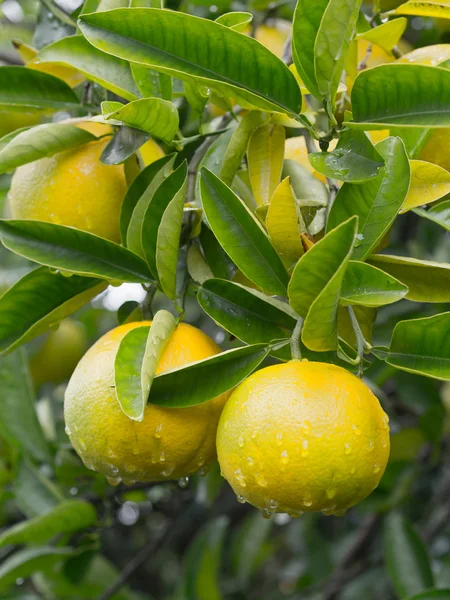 Japanese yuzu citrus fruit — Stock Photo, Image