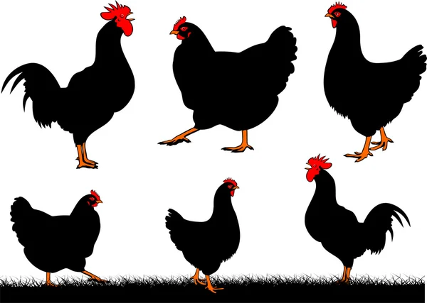 Pollos - gallina y gallo — Vector de stock