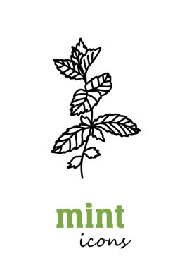 Nane vektör simgesi. Sebze yeşili yapraklar. Yeşillik. Yemek pişirmek, tıbbi ve bahçıvanlık için baharat. Etiket, işaret, illüstrasyon için organik ürün içeriği