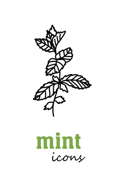Mint Vektor Ikon Grönsaksgröna Blad Grönska Kulinariska Ört Krydda För — Stock vektor